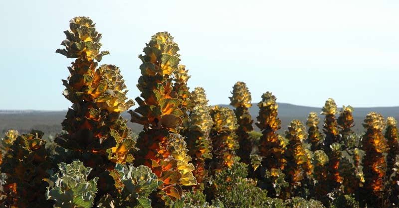 Hakea Victoria growing at Gondwana Link