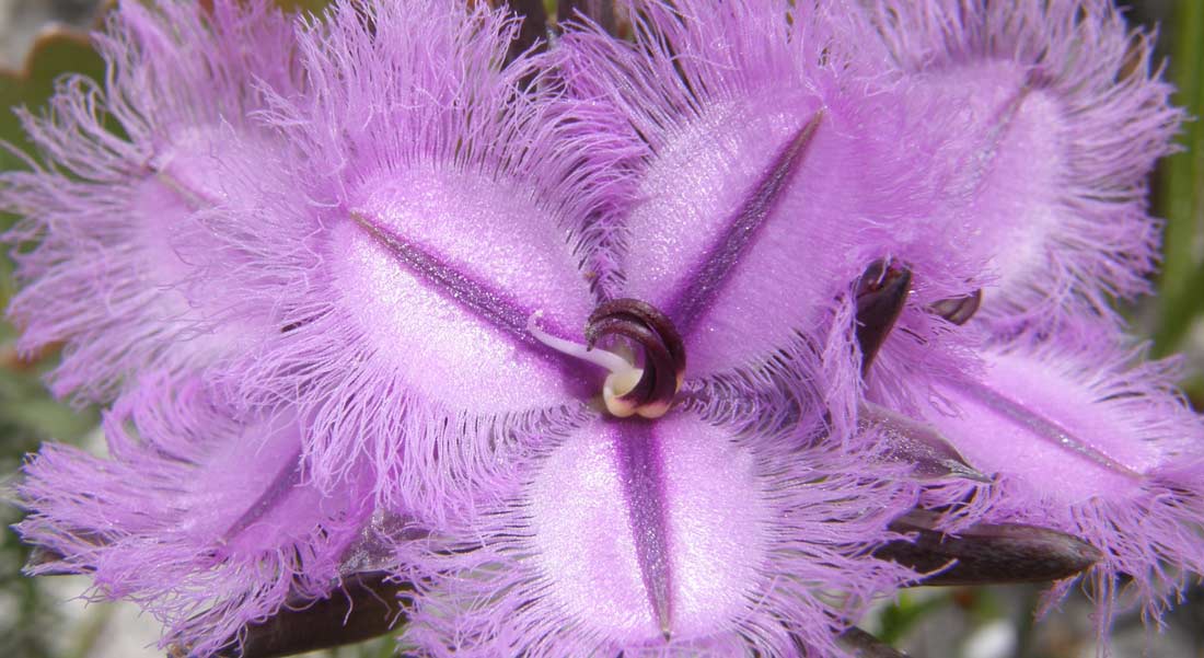 Anthericaceae Thysanotus Triandrus