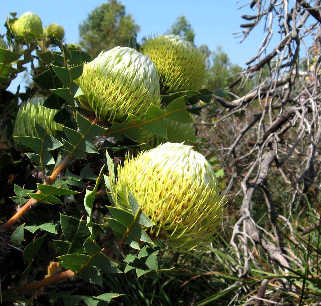 Close up of two yellow banksia flowers
