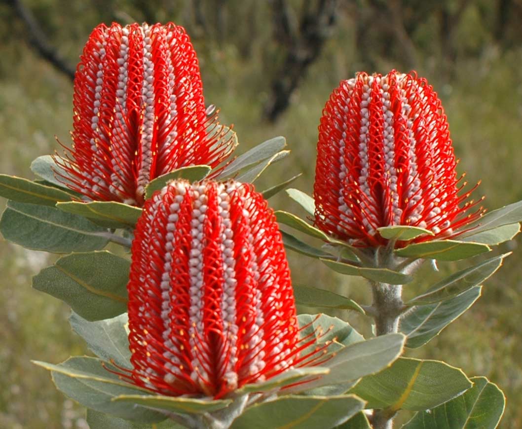 Three bright red banksia flowers