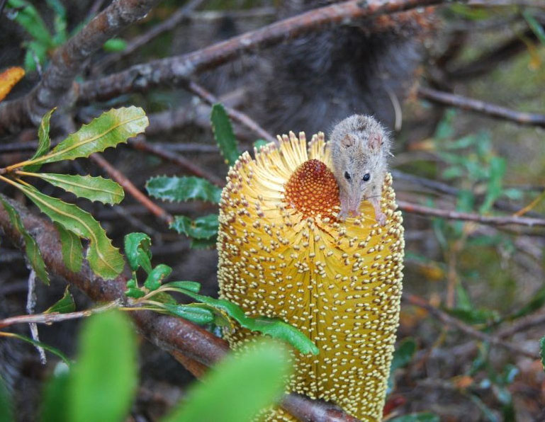 Honey Possum sitting on a banksia flower