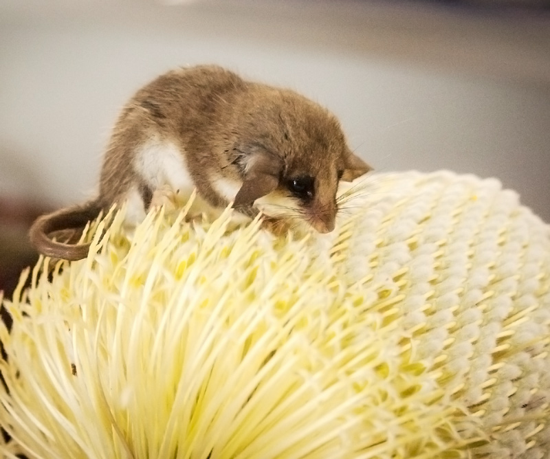 Pygmy Possum on a yellow Banskia flower