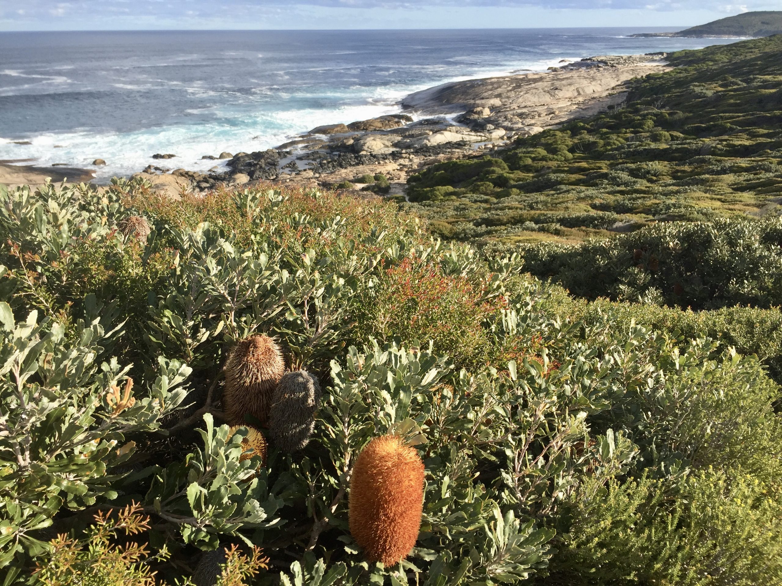 coast and banksia